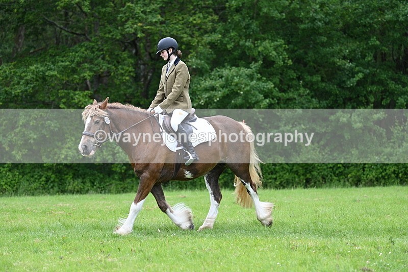 WJ7_4507 - Class 14B Prettiest Mare