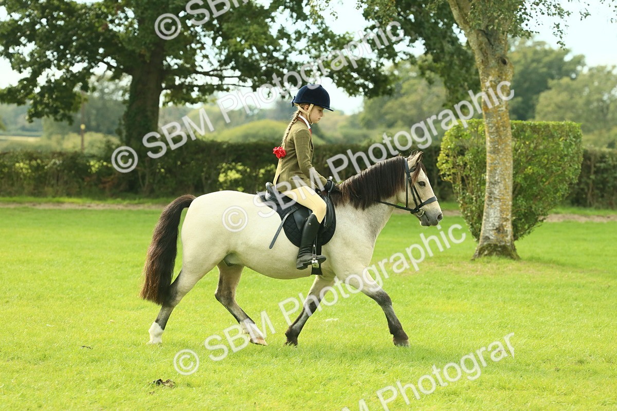 SBM_69792 - S59 - Mountain & Moorland Ridden Small Breeds