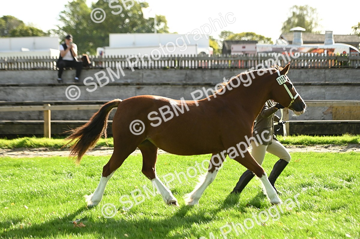 SBM_15970 - S1 - TSR in Hand Horse & Pony Showing