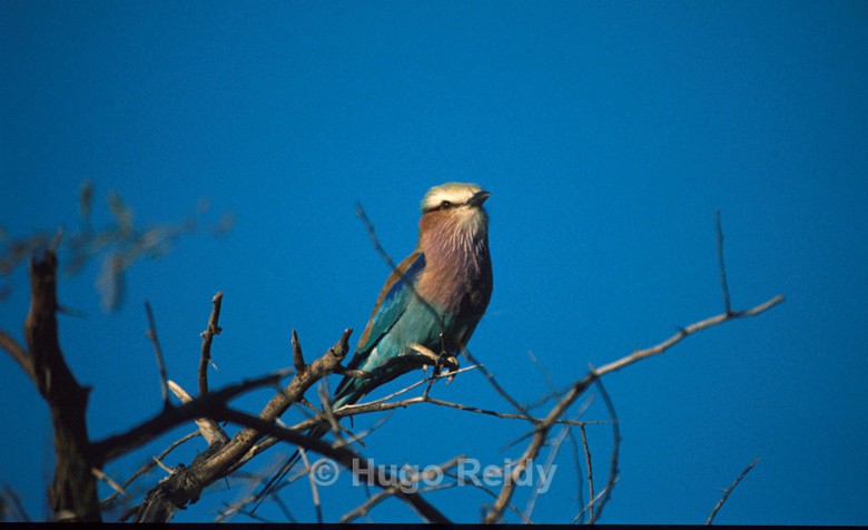  - Birds in the Wild