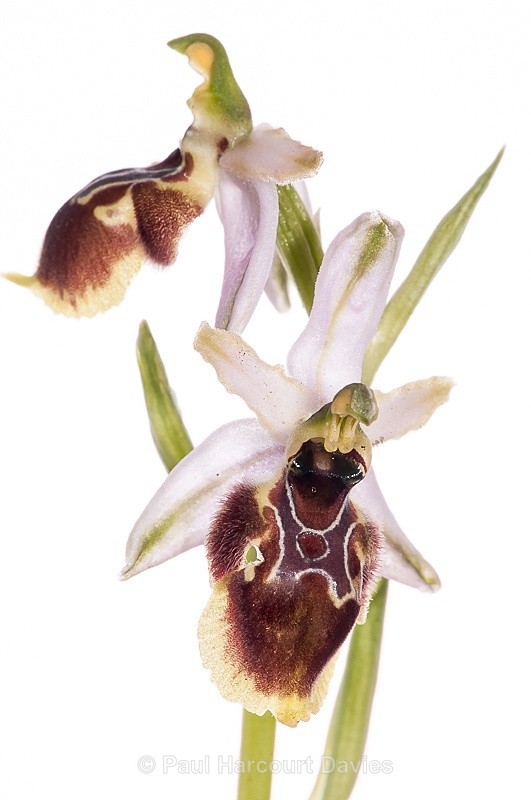  - WB: Orchids - Ophrys