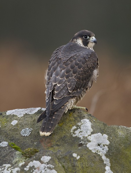  - PEREGRINE FALCONS