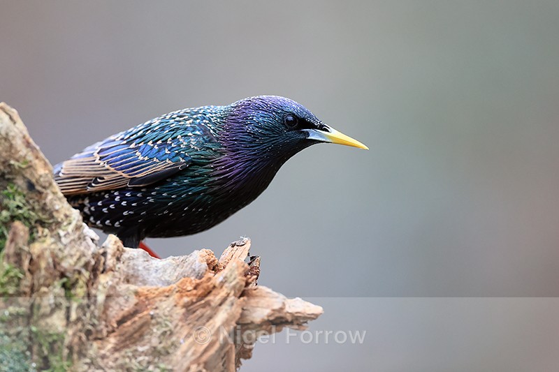 Starling close view, Otterbourne, Hampshire - Starling