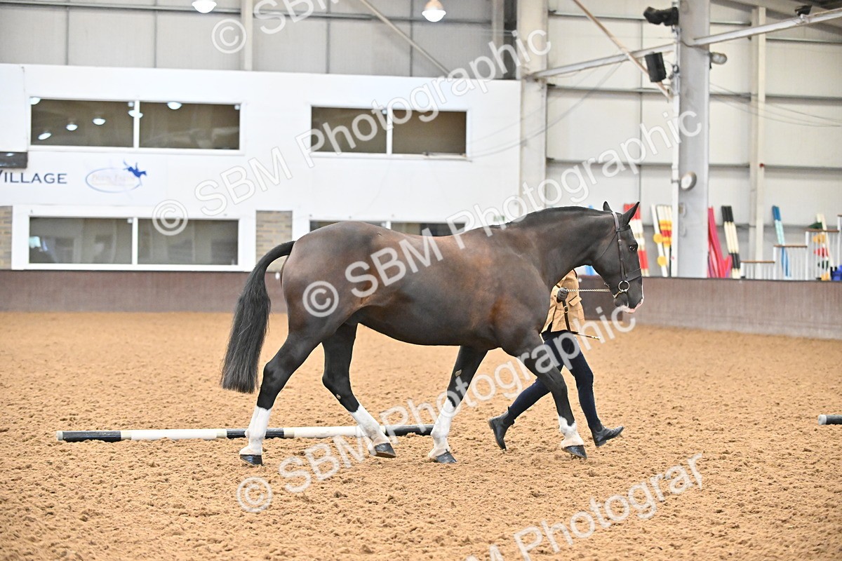 SBM_000085 - Class 4 - BSHA In Hand Show Cob