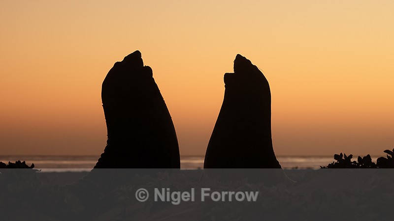 Elephant Seal silhouetted sparring match, Sea Lion Island, Falklands - Seal