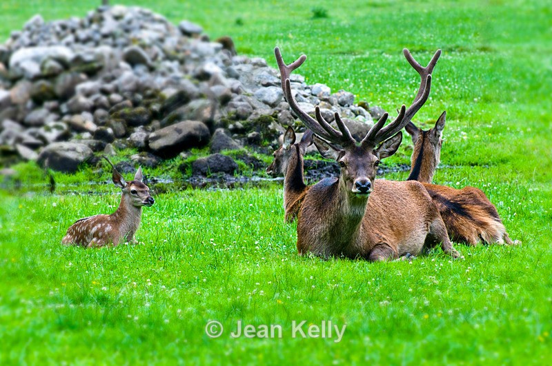 Deer - 9610 - Deer
