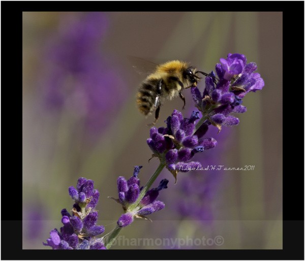 Honey Bee... - Invertebrate's Macro