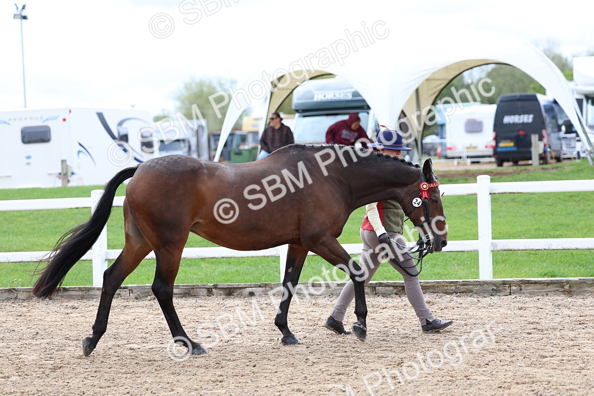 SBM_01513 - Class 17 - Prettiest Mare