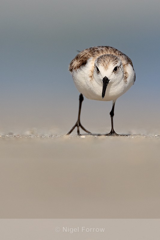 Foraging Sanderling on North Beach, Fort De Soto, Florida - Sanderling