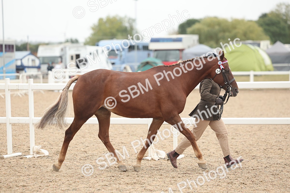 SBM_19765 - Class 318 - IH Part Bred Horse-Pony