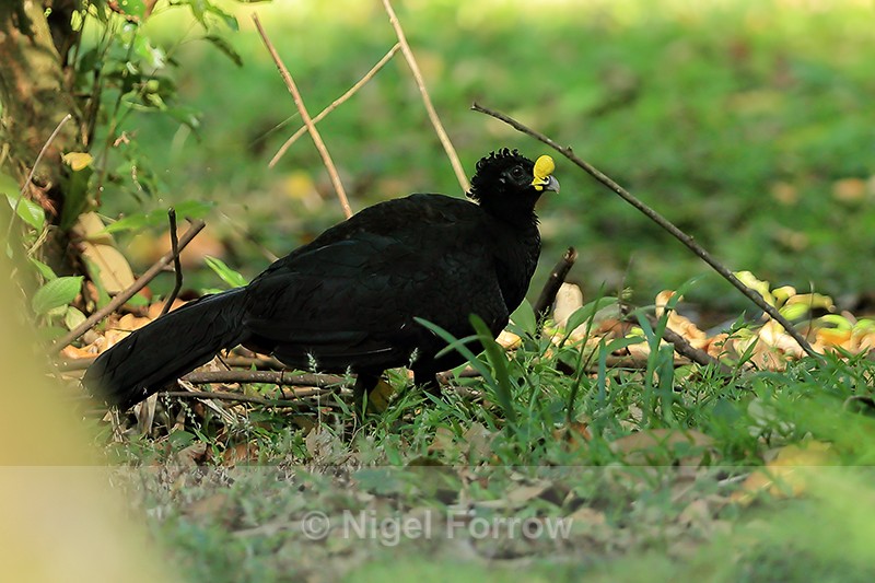 Great Curassow (male), Playa Cativo Lodge, Costa Rica - Great Curassow