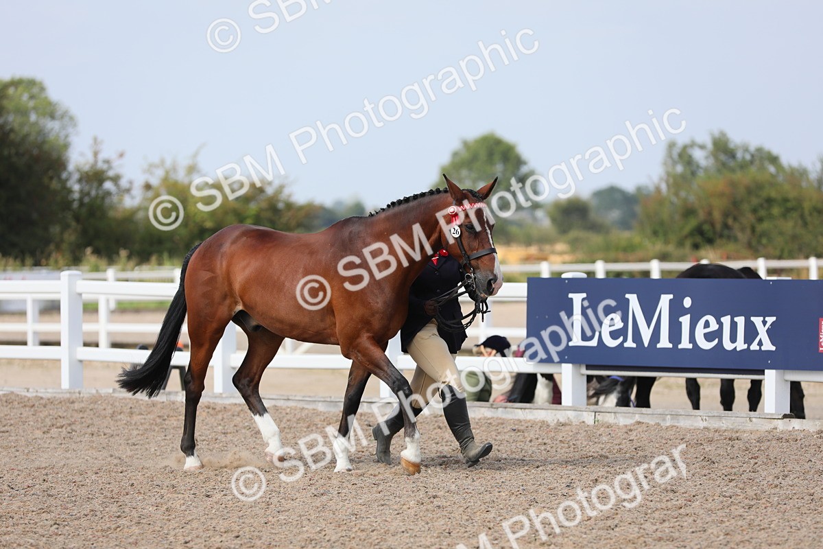 SBM_15729 - Class 312 IH Competition Horse/Pony