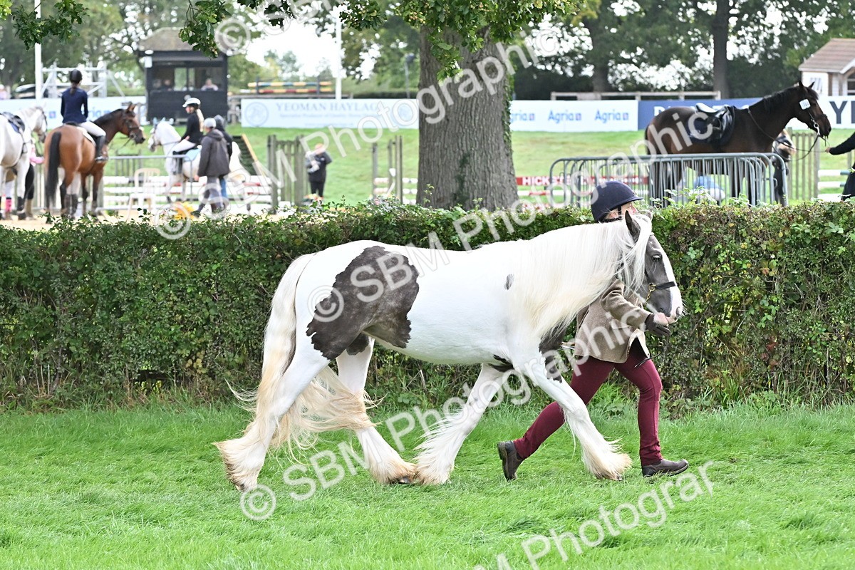 SBM_56894 - S45 - Coloured Pony In Hand