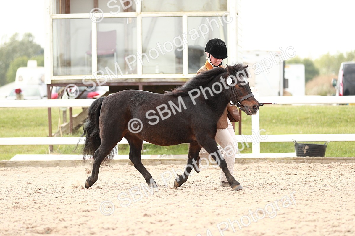 SBM_11791 - Class 206 IH Non Show Type Pony