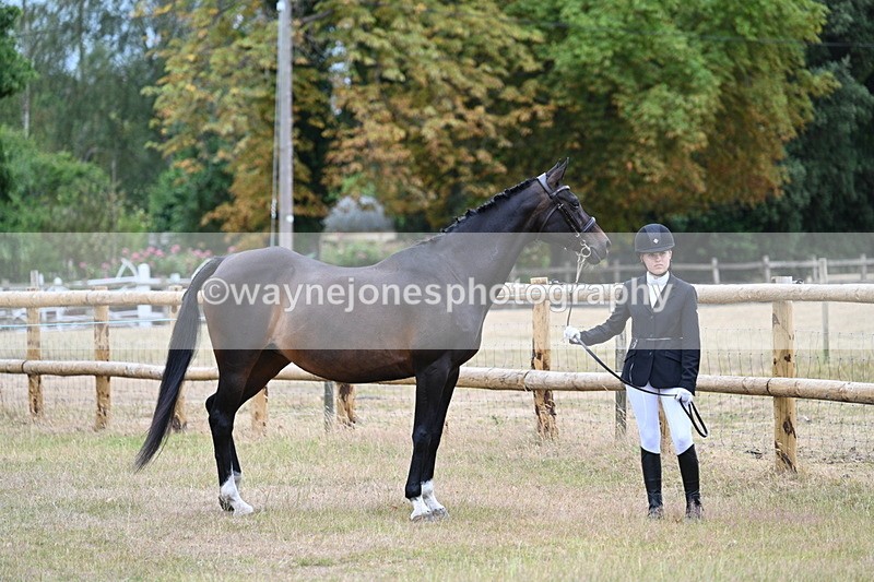 WJ7_8983 - Class 4a Prettiest Mare 14.2hh and over