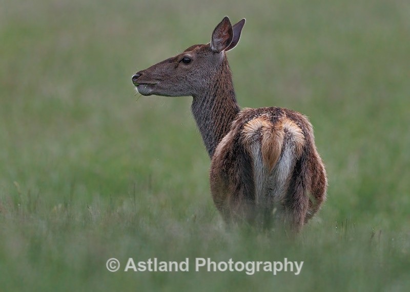 Red Deer - Latest Images