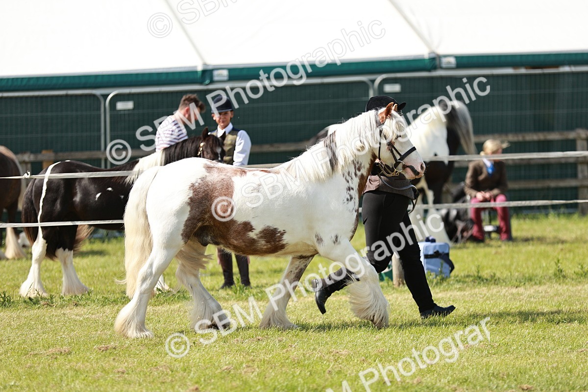 SBM_08563 - Class 63-65 - Traditional Gypsy Cobs In Hand & Ridden