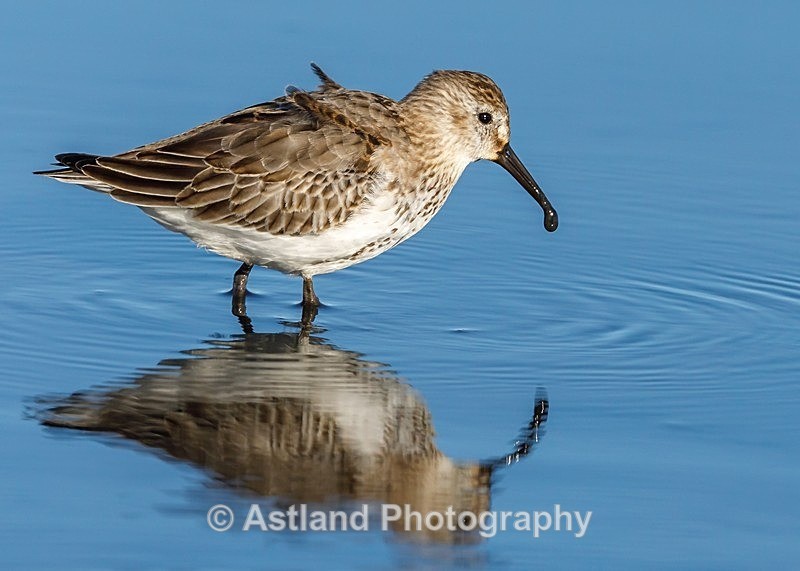 Astland Photography, Bird and Wildlife Images, Susan and Peter Wilson, U.K.