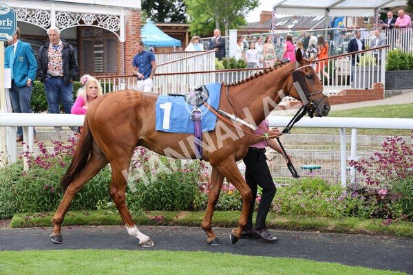 yr24072021r5-12 - Race 5 4.25pm Sky Bet Best Odds Guaranteed Stakes