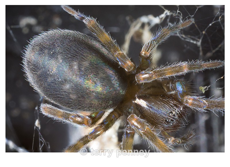  - Insects & Spiders