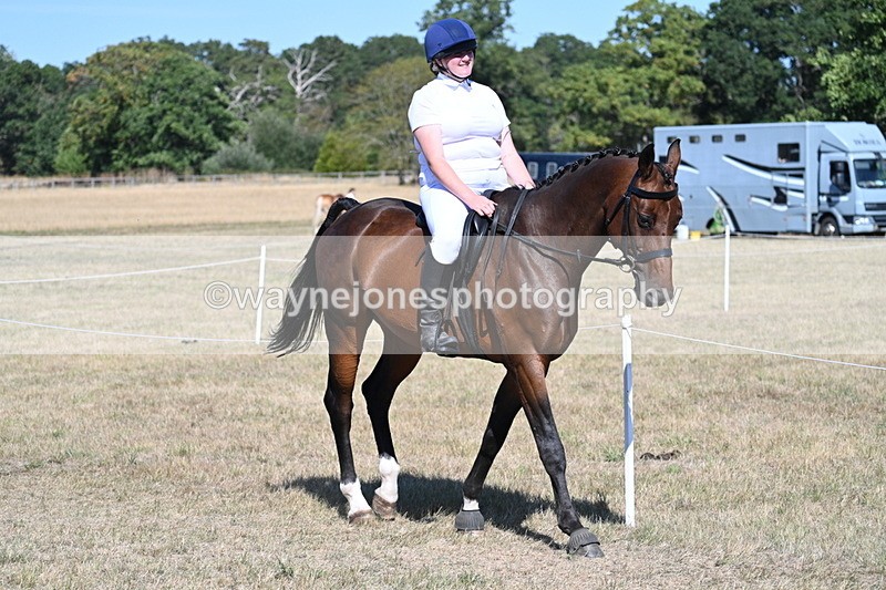 WJ7_1462 - Class 42 Most Handsome Gelding