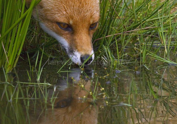  - Wildlife, Mammal Photography, Great Britain