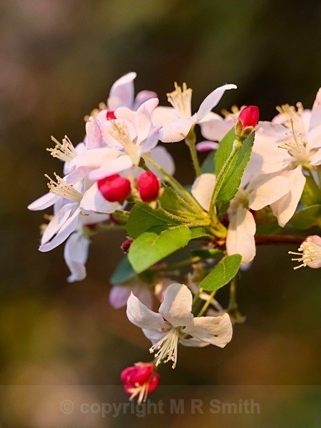 Crab Apple Blossom In My Garden - NEW GALLERY AS A SOUTH AFRICAN RESIDENT