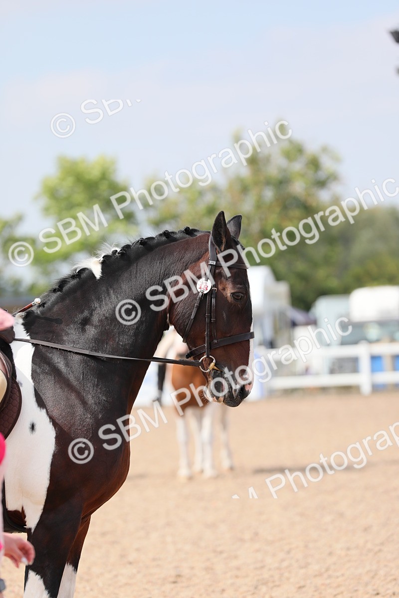 SBM_13458 - Class 308 Ridden Coloured Horse