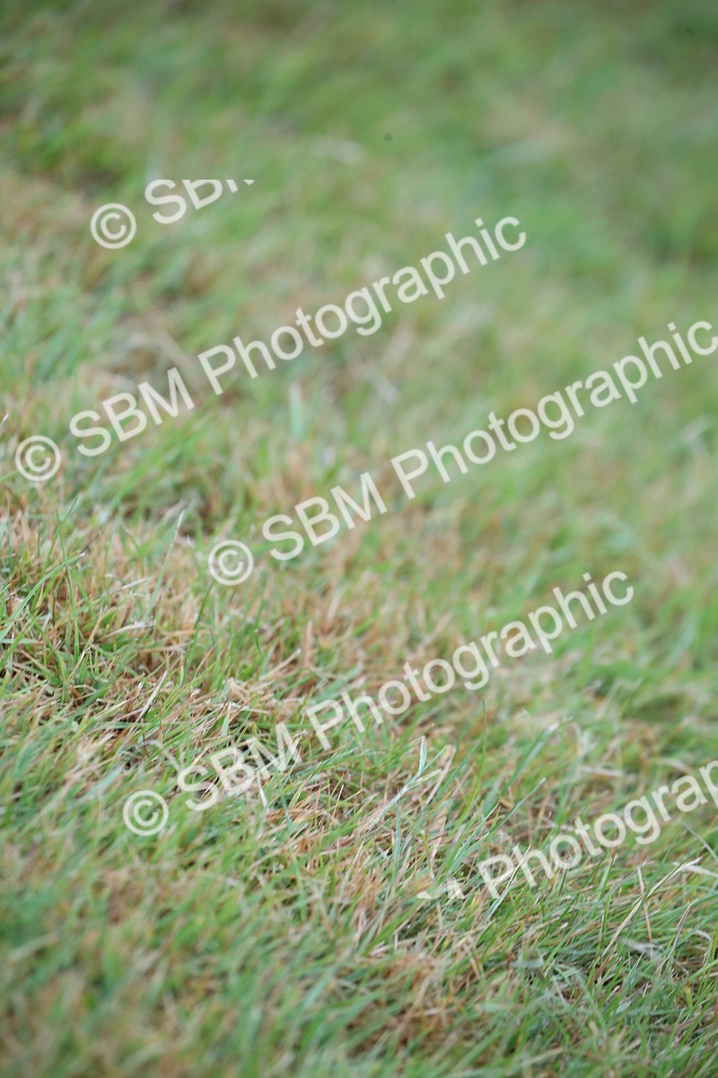 SBM_00243 - Class 17-20 - Arab & Part Bred - Anglo Arab In Hand