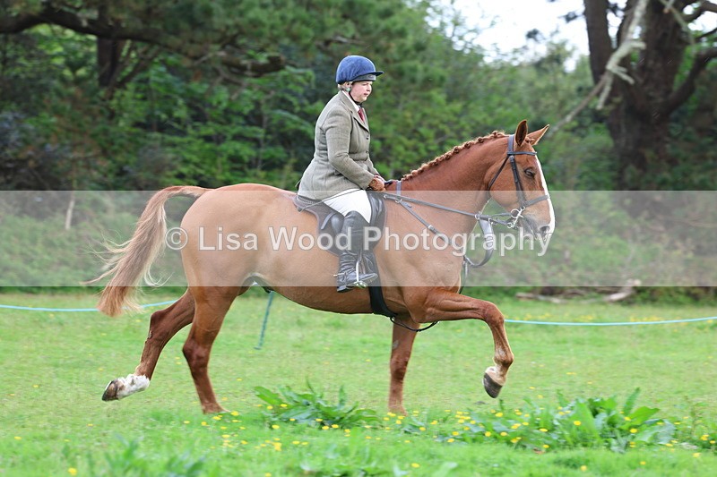 3E7A2586 - Classes 30 and 31: 80cm Working Hunter