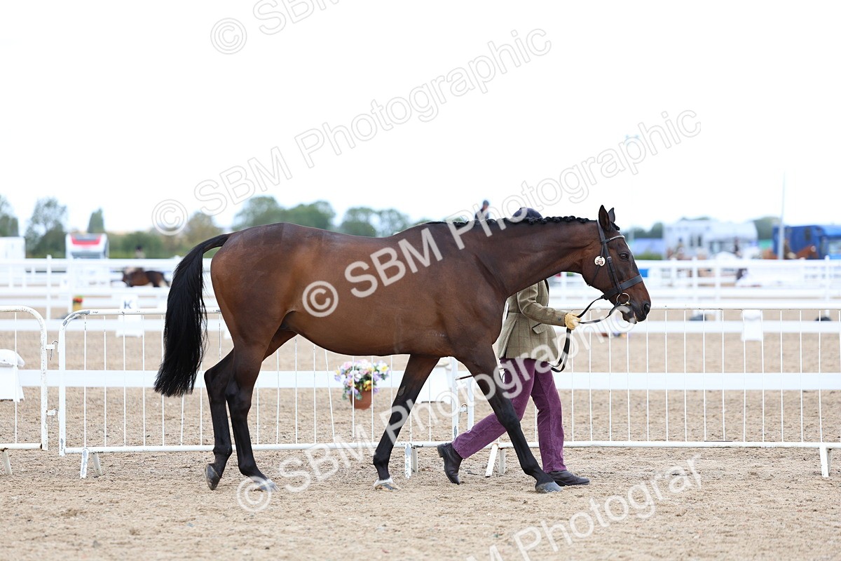 SBM_04978 - Class 27 - IH Competition Horse or Pony