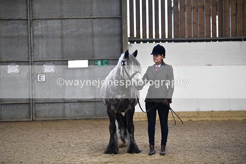 WJ5_4433 - Class 6 In hand M&M - Large Breeds