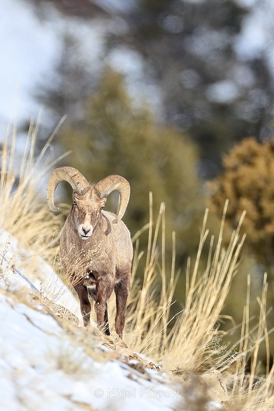 Bighorn Sheep (male) on steep slope, Yellowstone National Park - Sheep