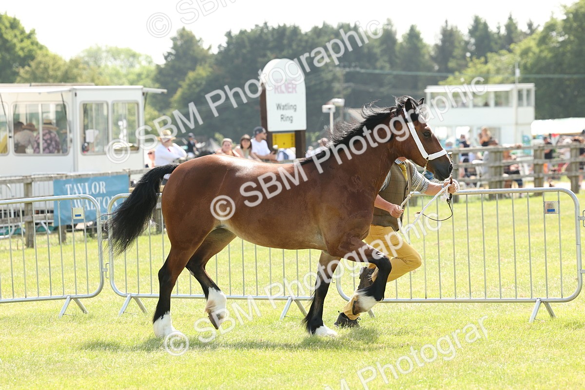 SBM_02334 - Class 6-13 - Mountatin and Moorland In Hand Welsh Breeds