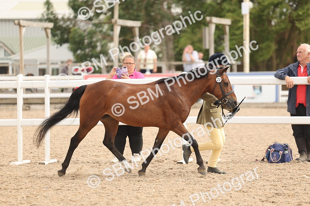 SBM_16971 - Class 312 - IH Competition Horse-Pony