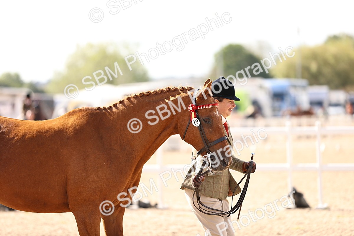 SBM_11522 - Class 407 - IH Hack-Riding Horse