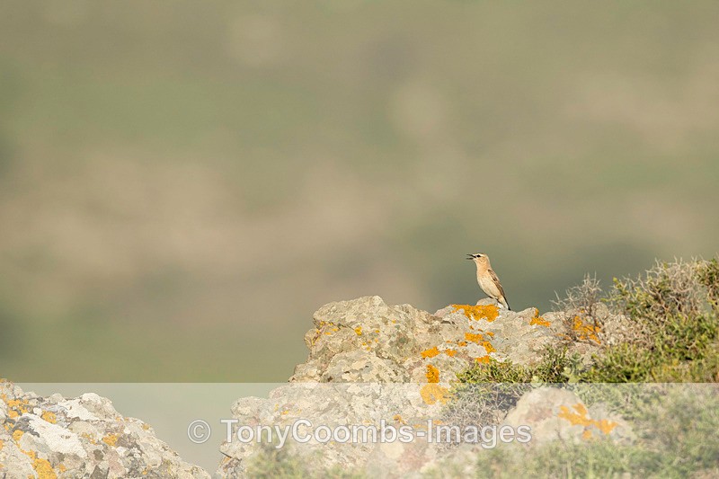 Isabelline Wheatear - Lesvos ~ Other Birds