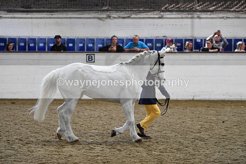 WJ5_4664 - Class 3 Part Bred In hand