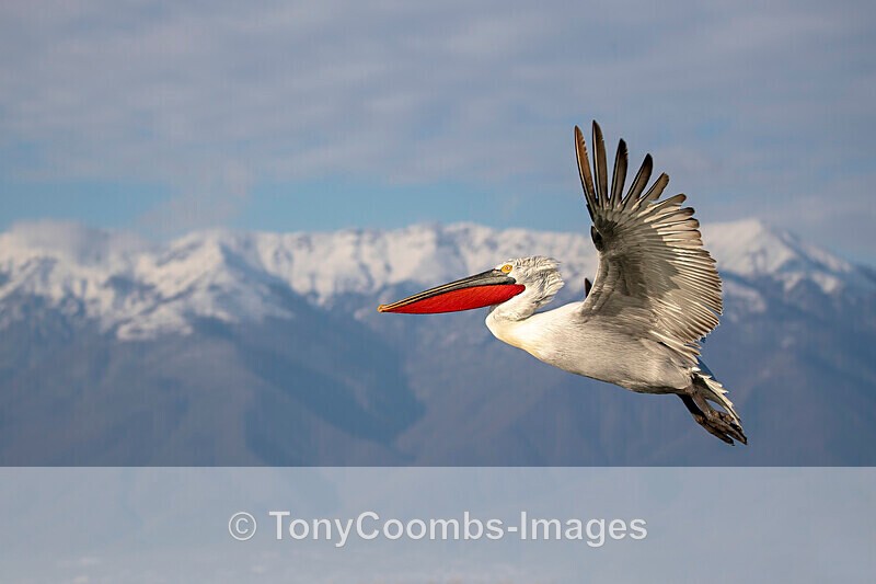Dalmatian Pelican - Lake Kerkini