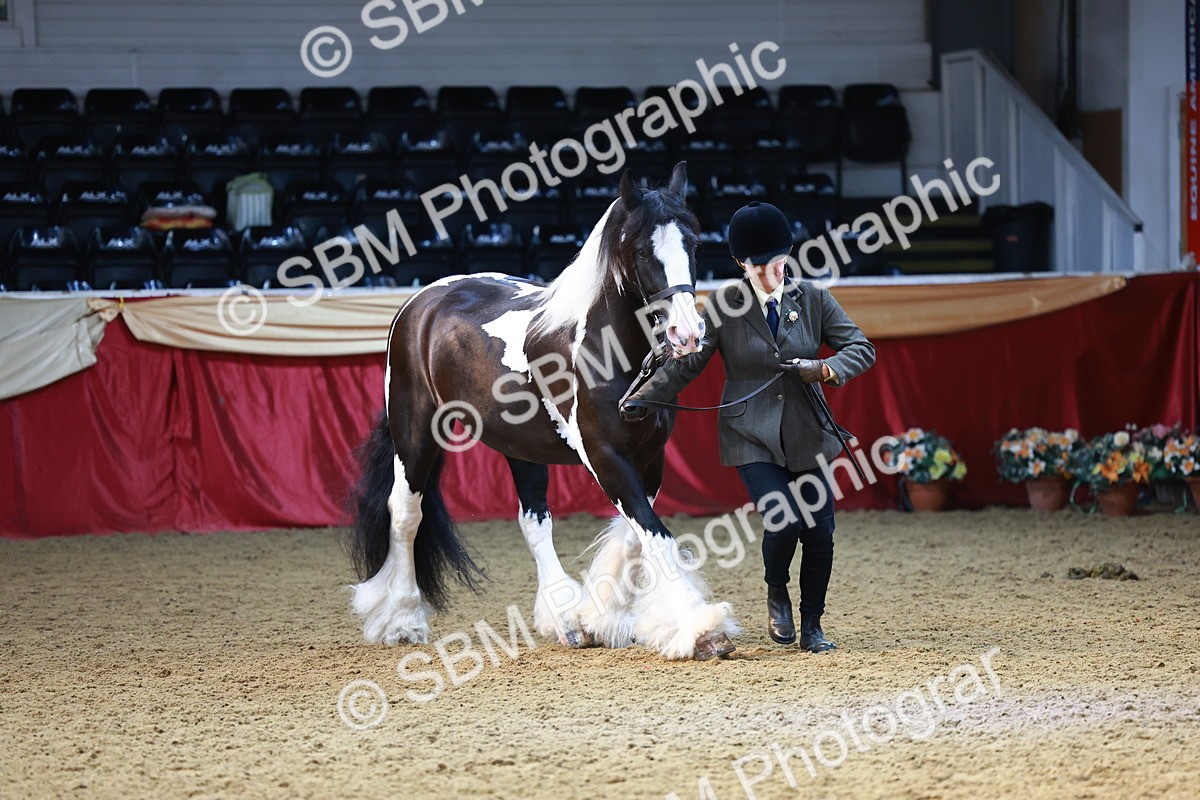 SBM_23085 - Class 903 - Supreme Final - IH Pre Vet
