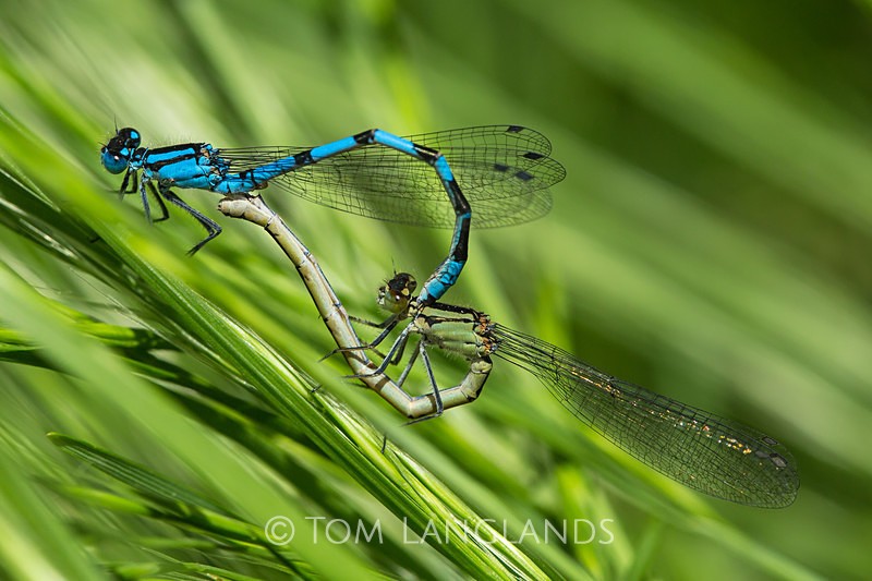 Common Blue Damselfly - Macro