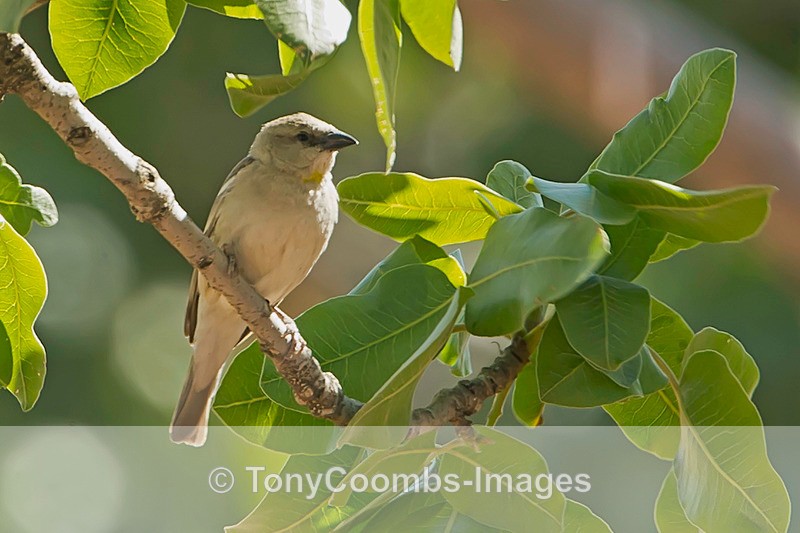 Yellow-throated Sparrow - Turkey