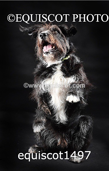 equiscot1497 - RUSSO