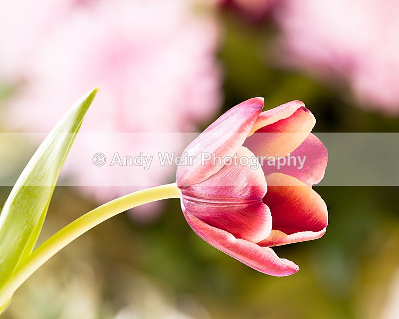 20130317-_MG_2793-1739 - Plants & Flowers