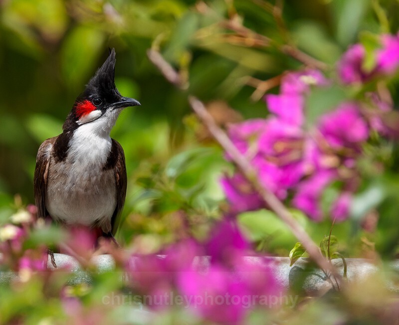  - Birds of Costa Rica and Mauritius