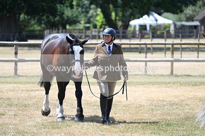 WJ7_2441 - Class 5a Most Handsome Gelding in hand (above 14.2hh)