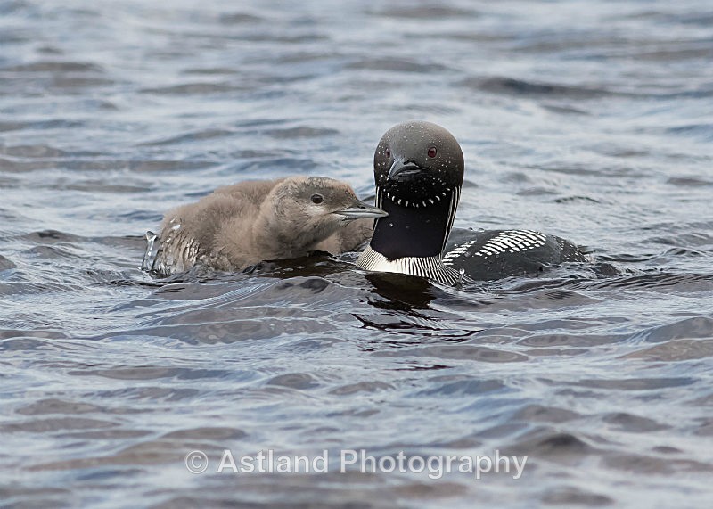 Astland Photography, Bird and Wildlife Images, Susan and Peter Wilson, U.K.