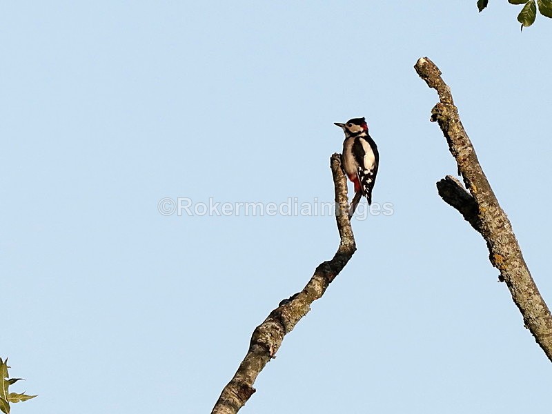  - Wildlife