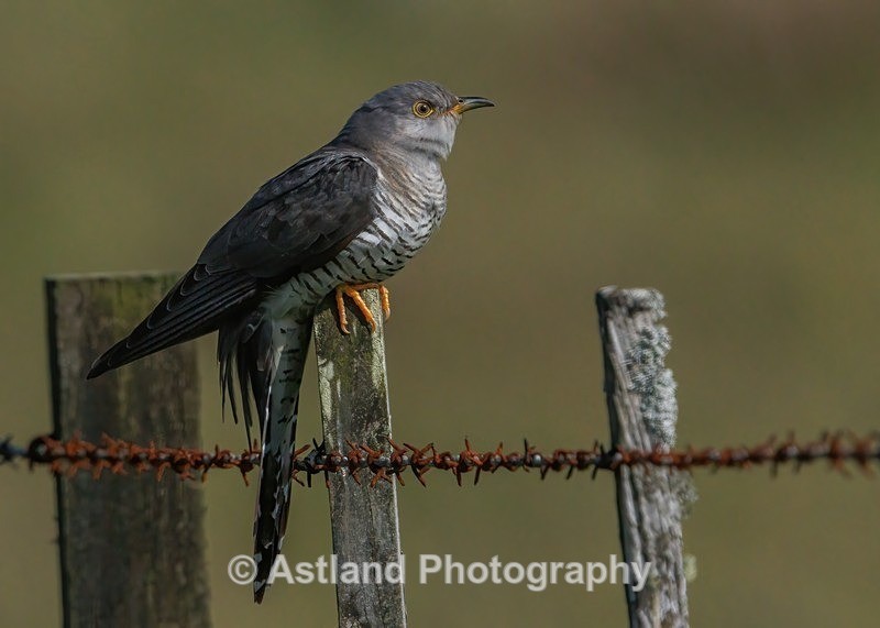 Cuckoo - Latest Images
