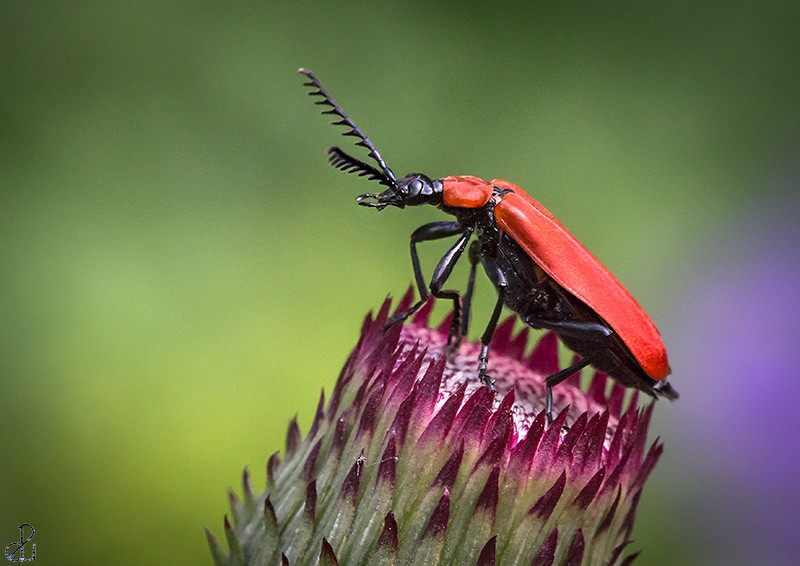 Macro photography by Diana Uzun